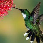 Best Hummingbird Feeders