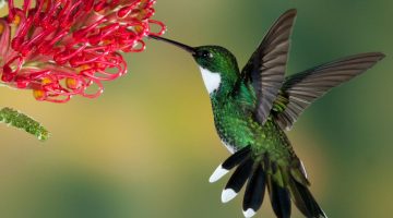 Best Hummingbird Feeders