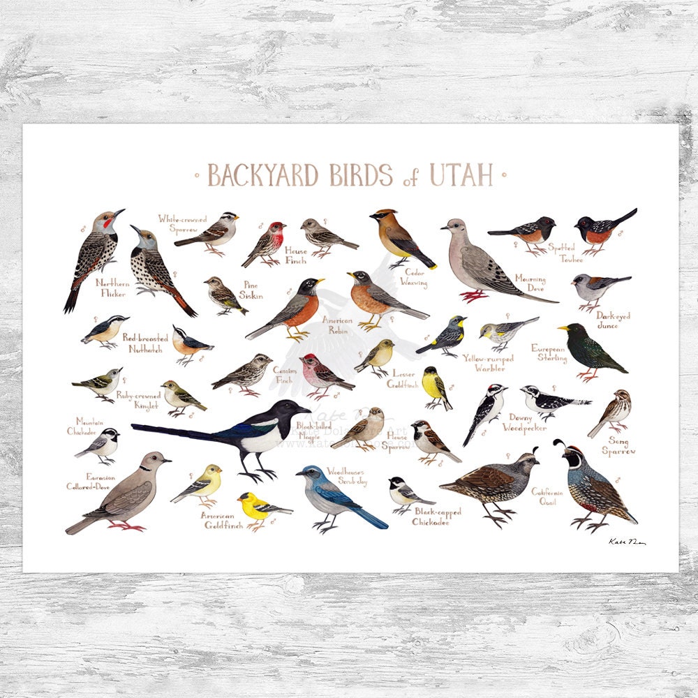 24 Common Backyard Birds in Utah Sigloxxi