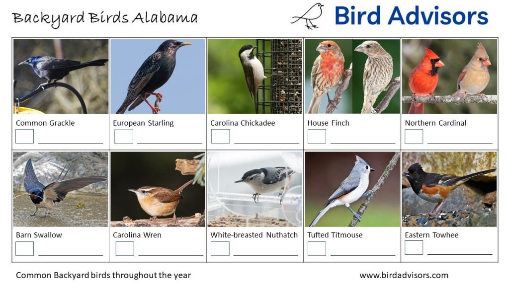 26 Common Backyard Birds in Alabama
