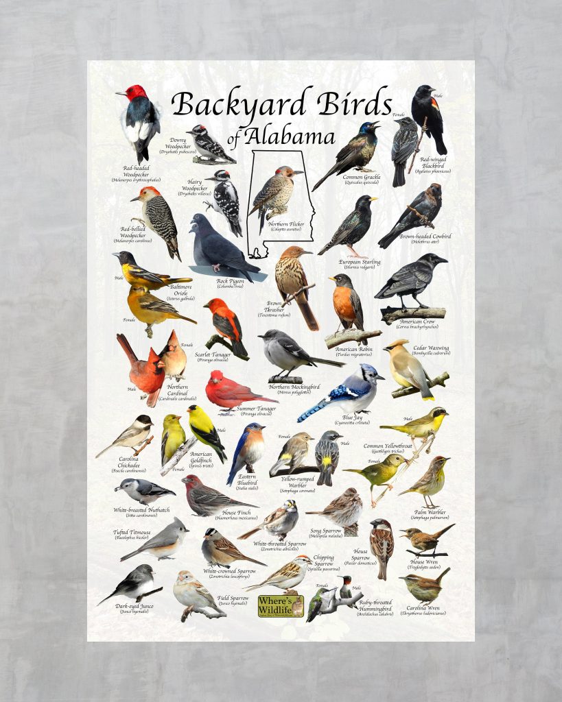 26 Common Backyard Birds in Alabama