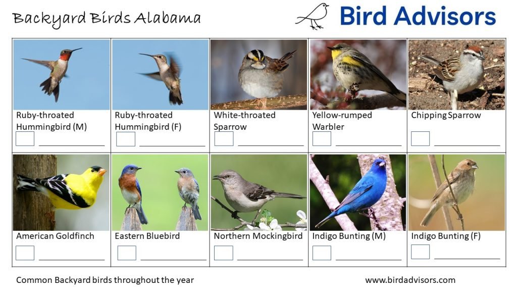 26 Common Backyard Birds in Alabama