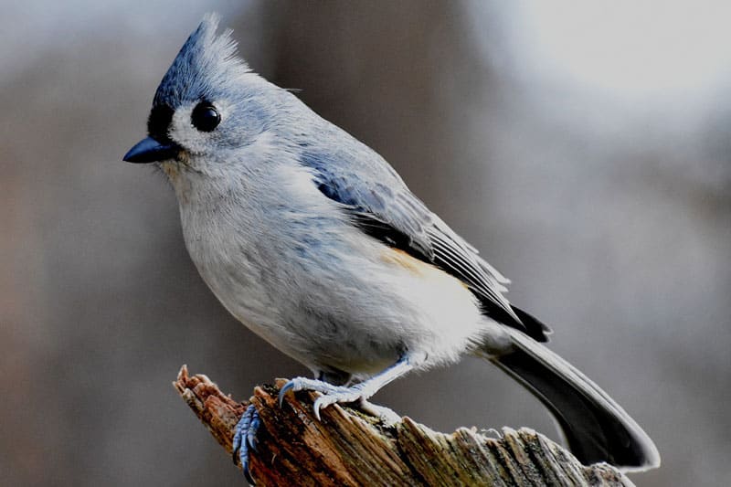 26 Common Backyard Birds in Alabama