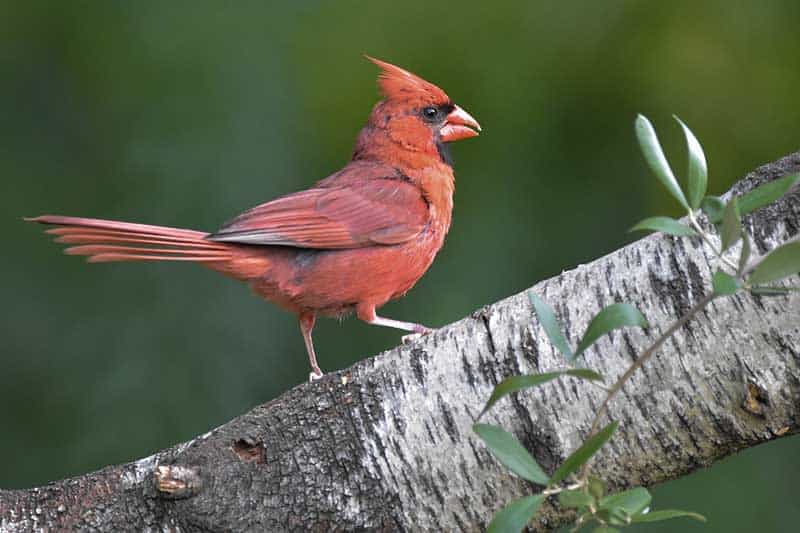 26 Common Backyard Birds in Alabama