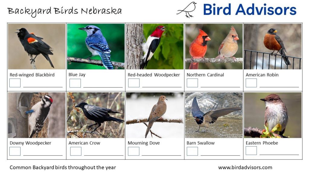 30 Common Backyard Birds in Nebraska