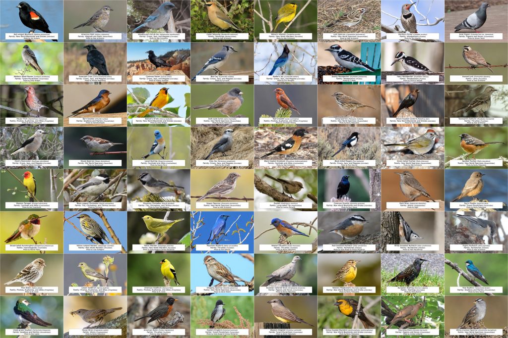A Comprehensive Guide to 26 Common Backyard Birds in Colorado