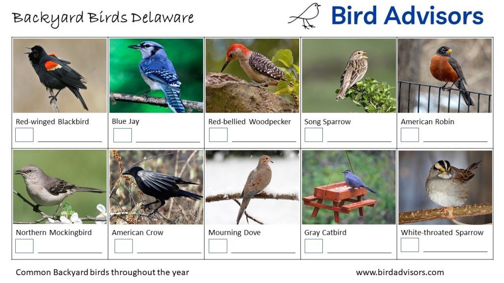 A List of Common Birds Found in Delaware Backyards