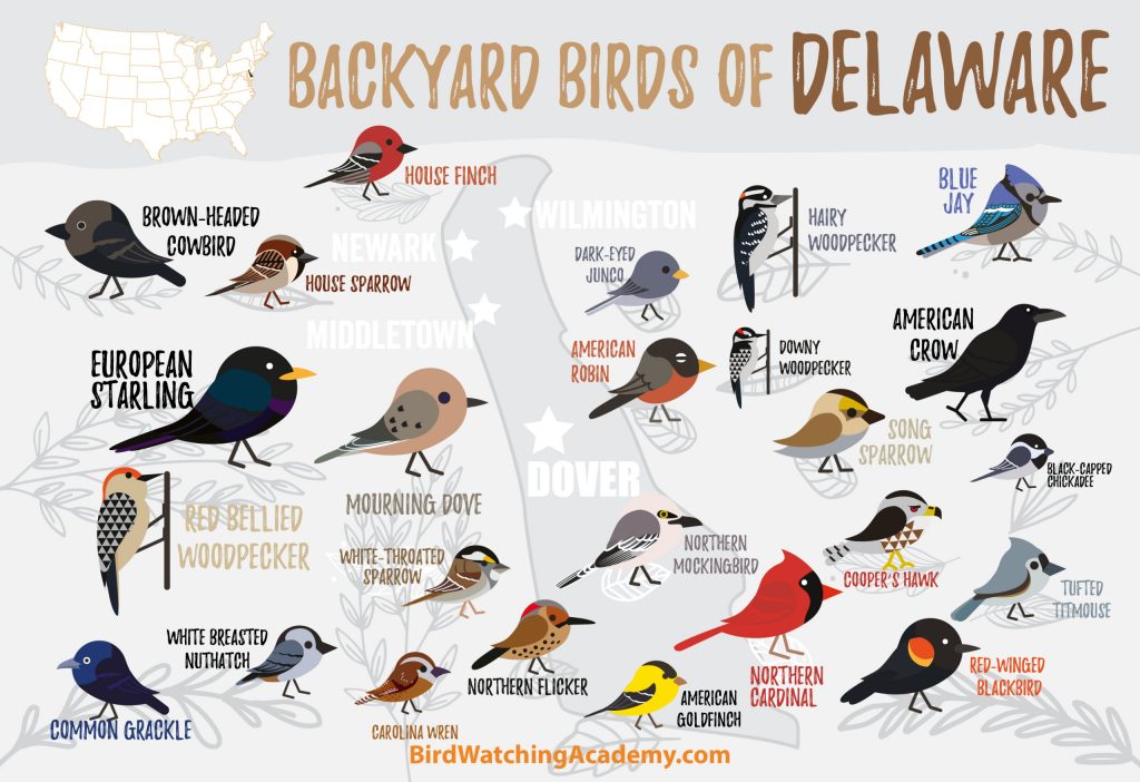 A List of Common Birds Found in Delaware Backyards