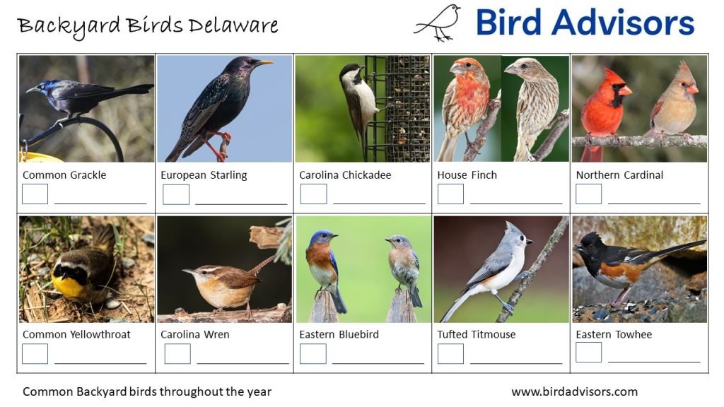 A List of Common Birds Found in Delaware Backyards
