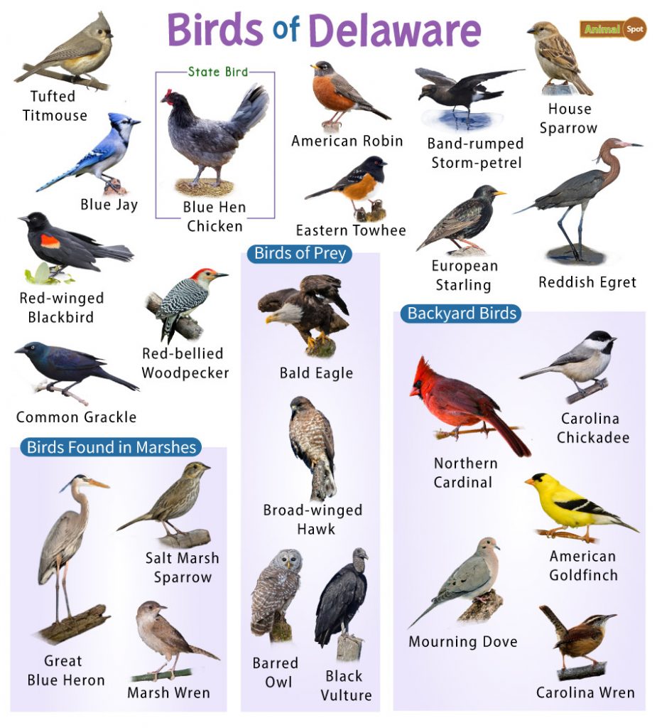 A List of Common Birds Found in Delaware Backyards