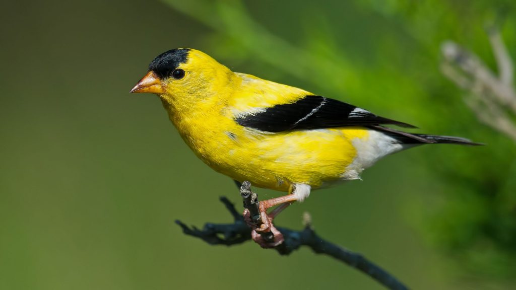 American Goldfinches: Common Songbirds of the United States and Canada