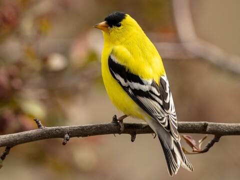 American Goldfinches: Common Songbirds of the United States and Canada
