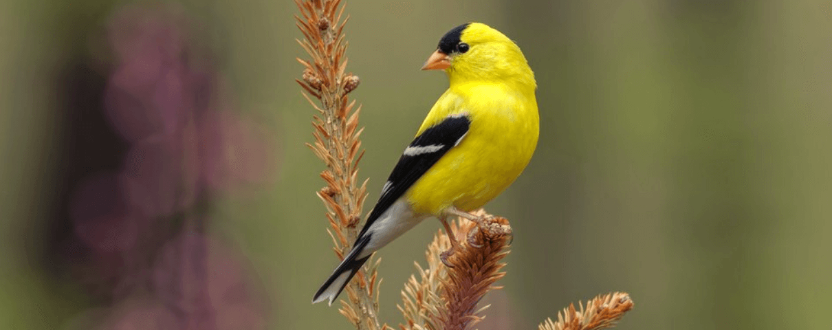 American Goldfinches: Common Songbirds of the United States and Canada