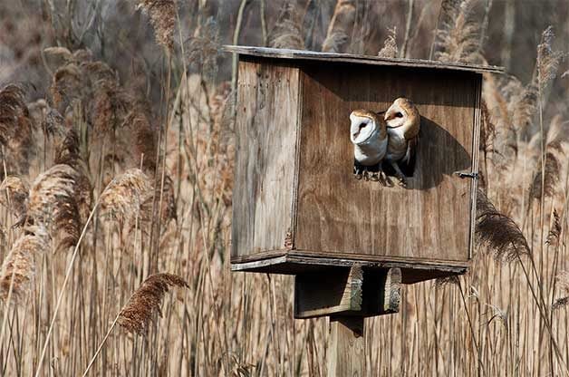 Attracting Barred Owls to Your Yard with Nest Boxes