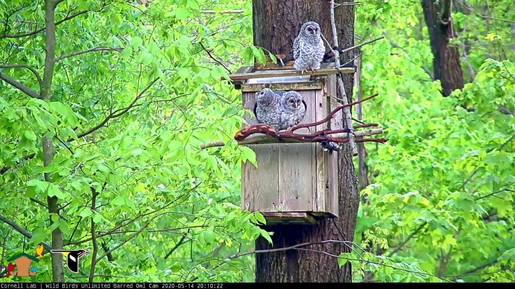 Attracting Barred Owls to Your Yard with Nest Boxes