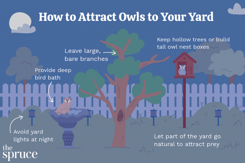 Attracting Barred Owls to Your Yard with Nest Boxes