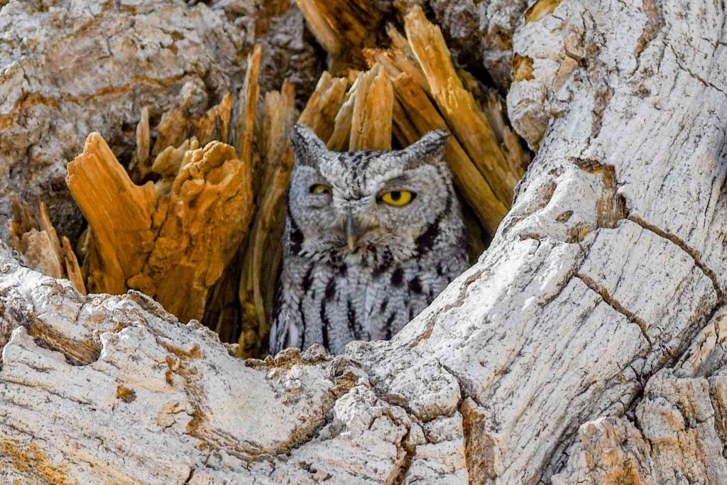 Attracting Barred Owls to Your Yard with Nest Boxes