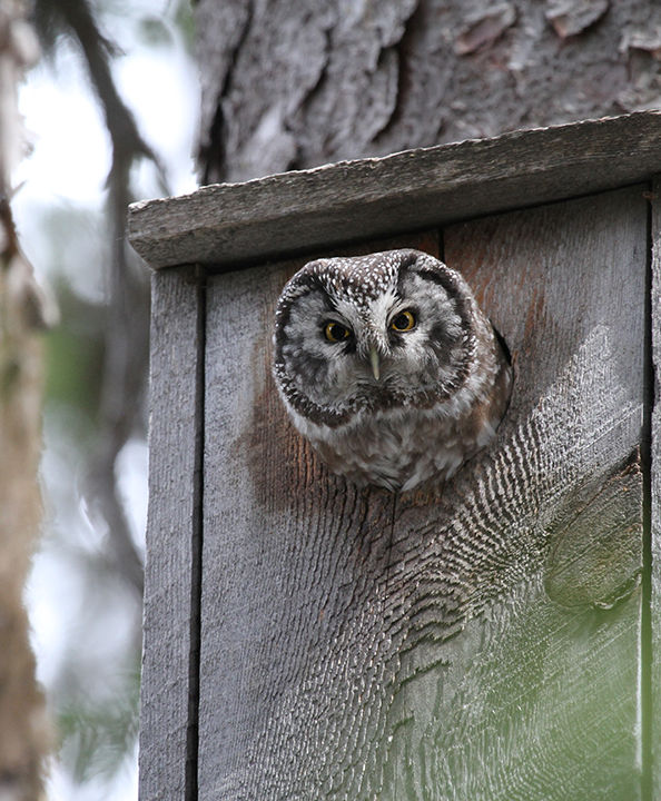 Attracting Barred Owls to Your Yard with Nest Boxes