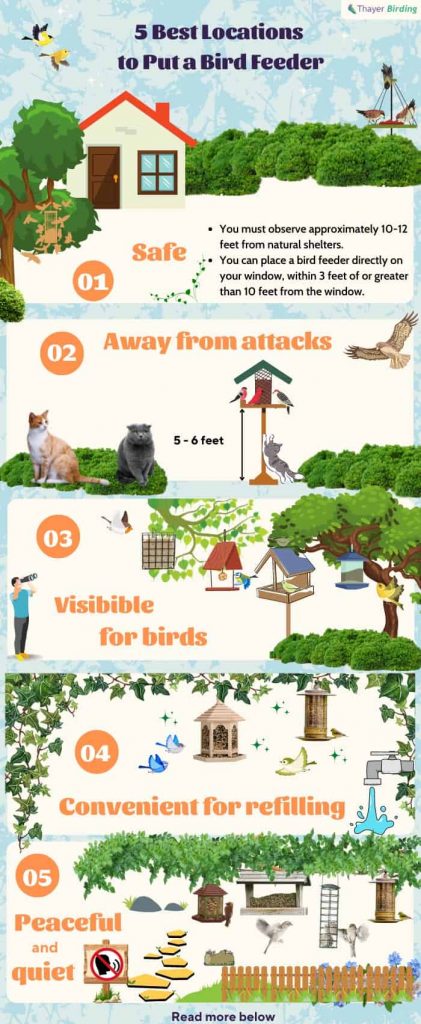 Bird Feeder Placement Guide: Finding the Perfect Height for Your Feeder