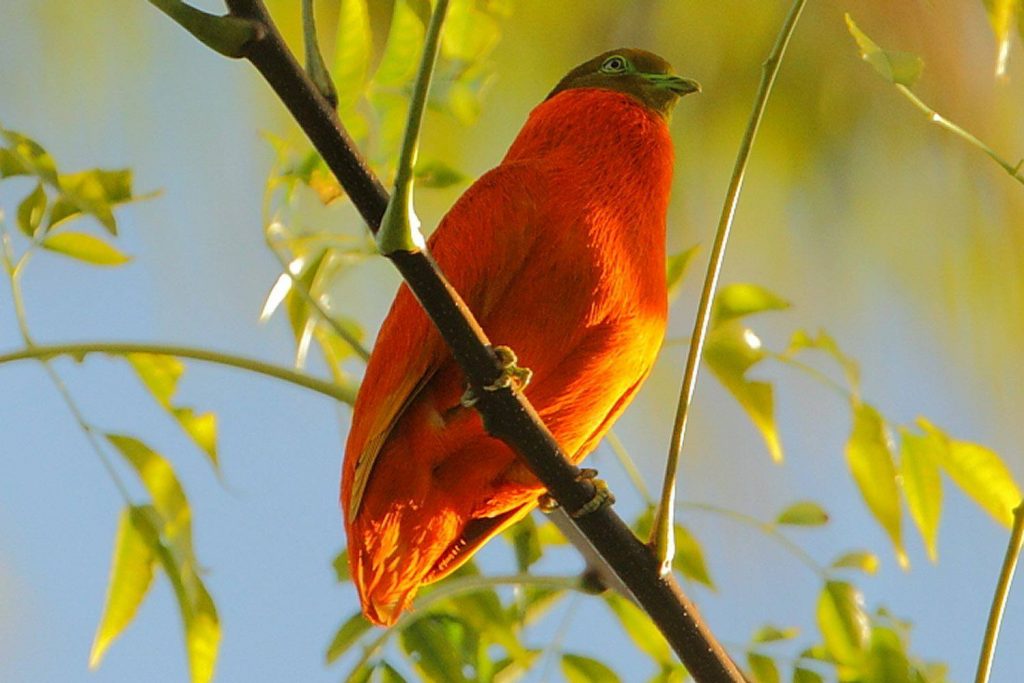 Bird species with red, orange, and yellow coloration in Michigan