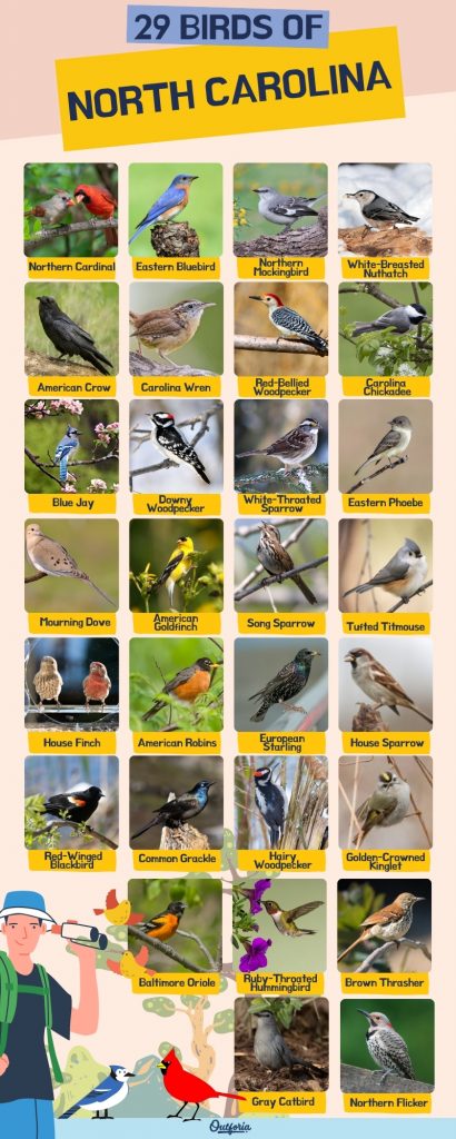 Birds of North Carolina: A Guide to Red, Orange, and Yellow Species