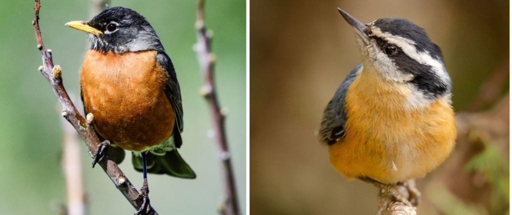 Birds of North Carolina: A Guide to Red, Orange, and Yellow Species