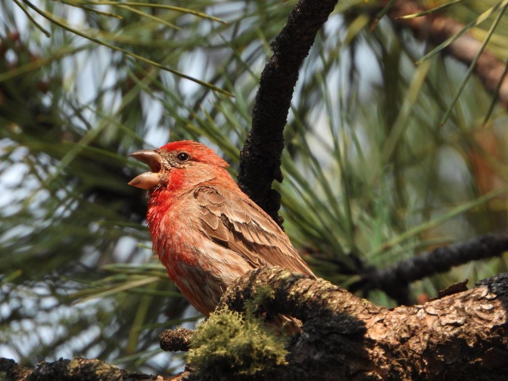 Birds of North Carolina: A Guide to Red, Orange, and Yellow Species