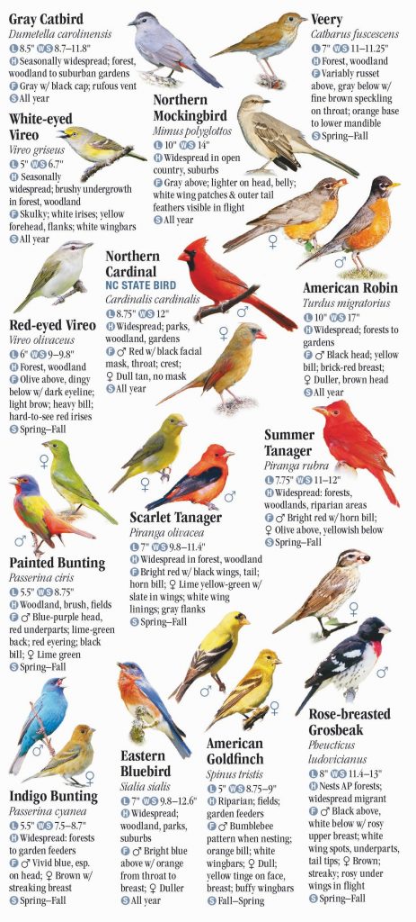 Birds of North Carolina: A Guide to Red, Orange, and Yellow Species