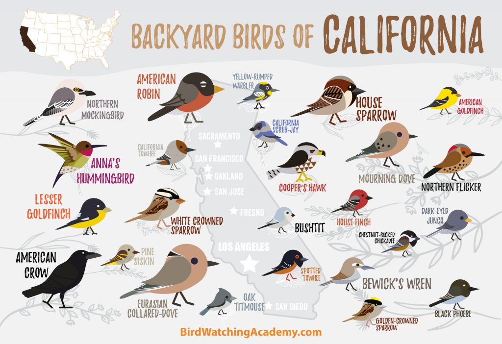 Common Backyard Birds in California - Sigloxxi
