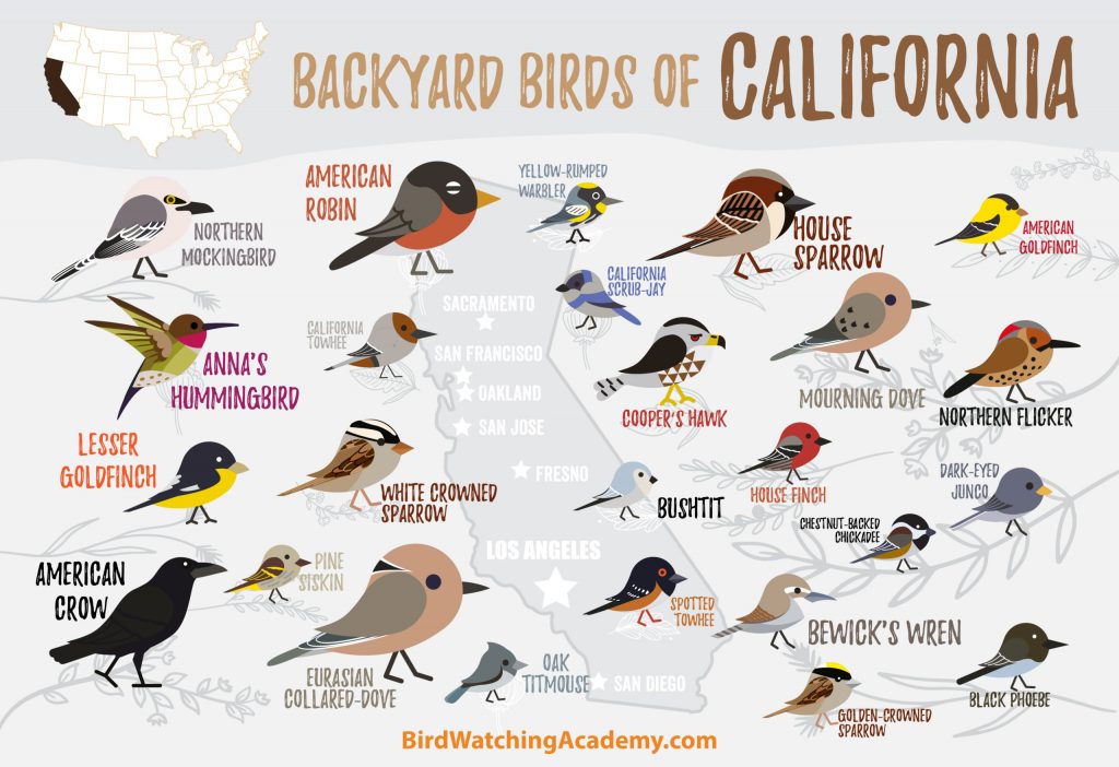 Common Backyard Birds in California