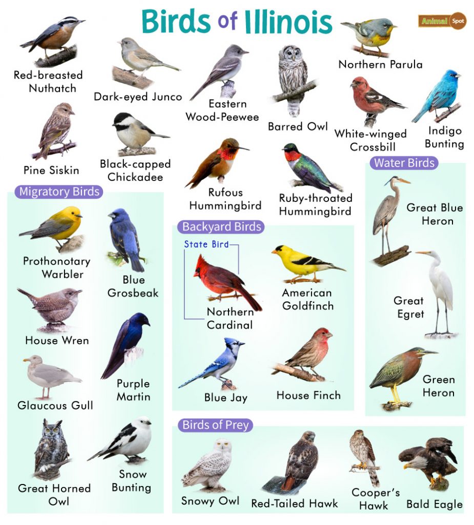 Common Backyard Birds in Illinois