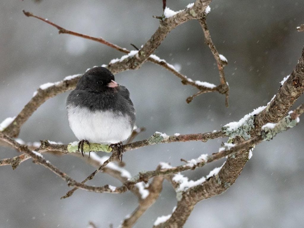 Common Birds: Dark-eyed Juncos at winter bird feeders in the United States