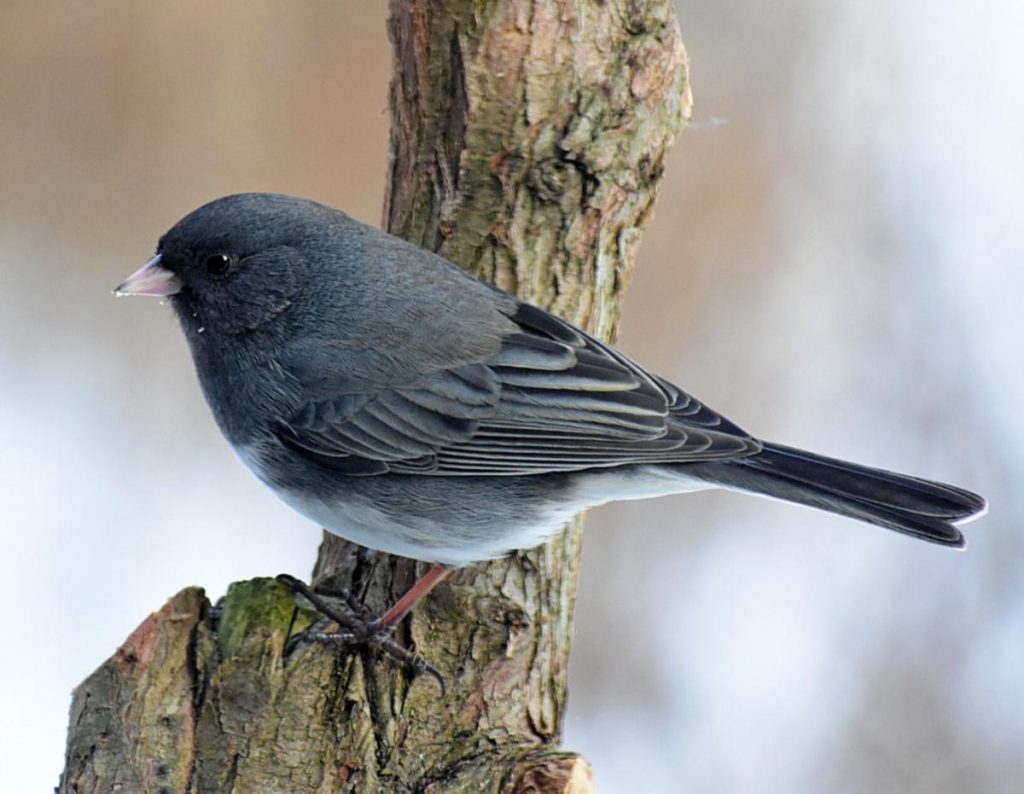 Common Birds: Dark-eyed Juncos at winter bird feeders in the United States