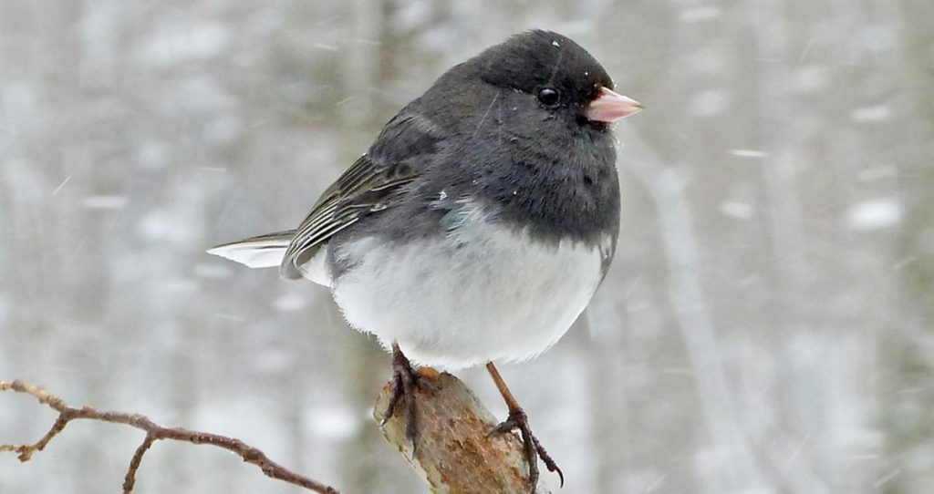 Common Birds: Dark-eyed Juncos at winter bird feeders in the United States