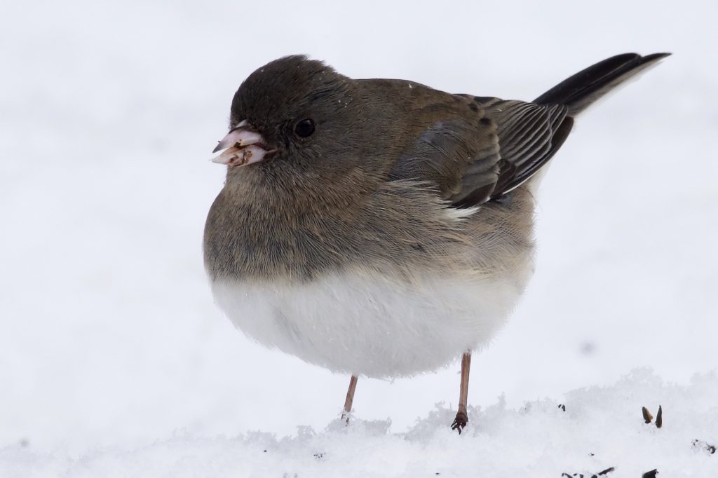 Common Birds: Dark-eyed Juncos at winter bird feeders in the United States