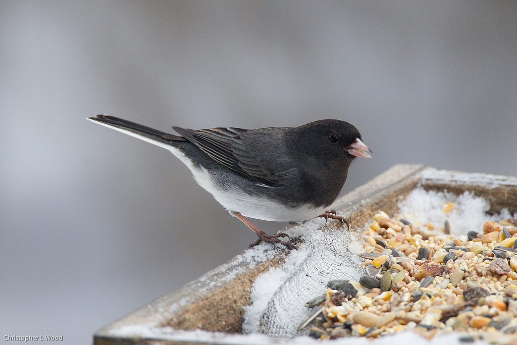 Common Birds: Dark-eyed Juncos at winter bird feeders in the United States