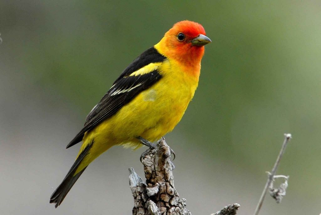 Common Birds with Red, Orange, and Yellow Feathers in New Mexico