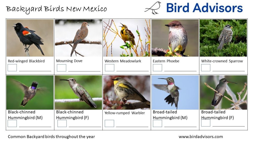 Common Birds with Red, Orange, and Yellow Feathers in New Mexico