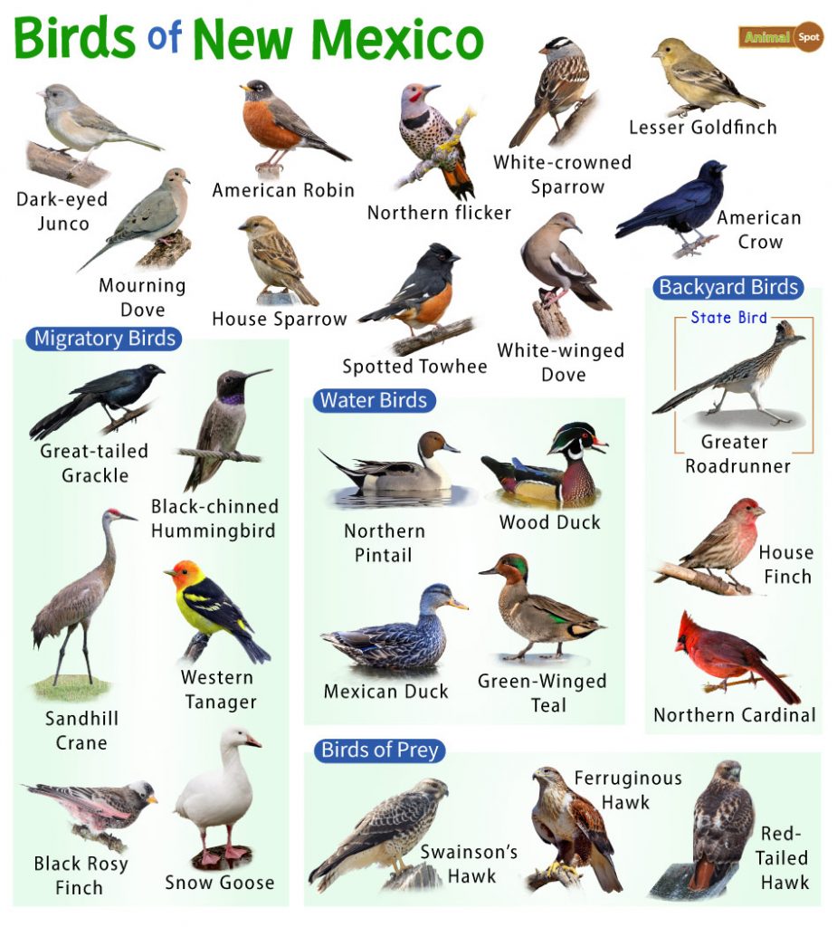 Common Birds with Red, Orange, and Yellow Feathers in New Mexico