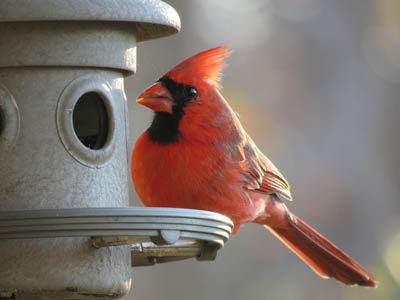 Common Birds with Red, Orange, and Yellow Feathers in Pennsylvania