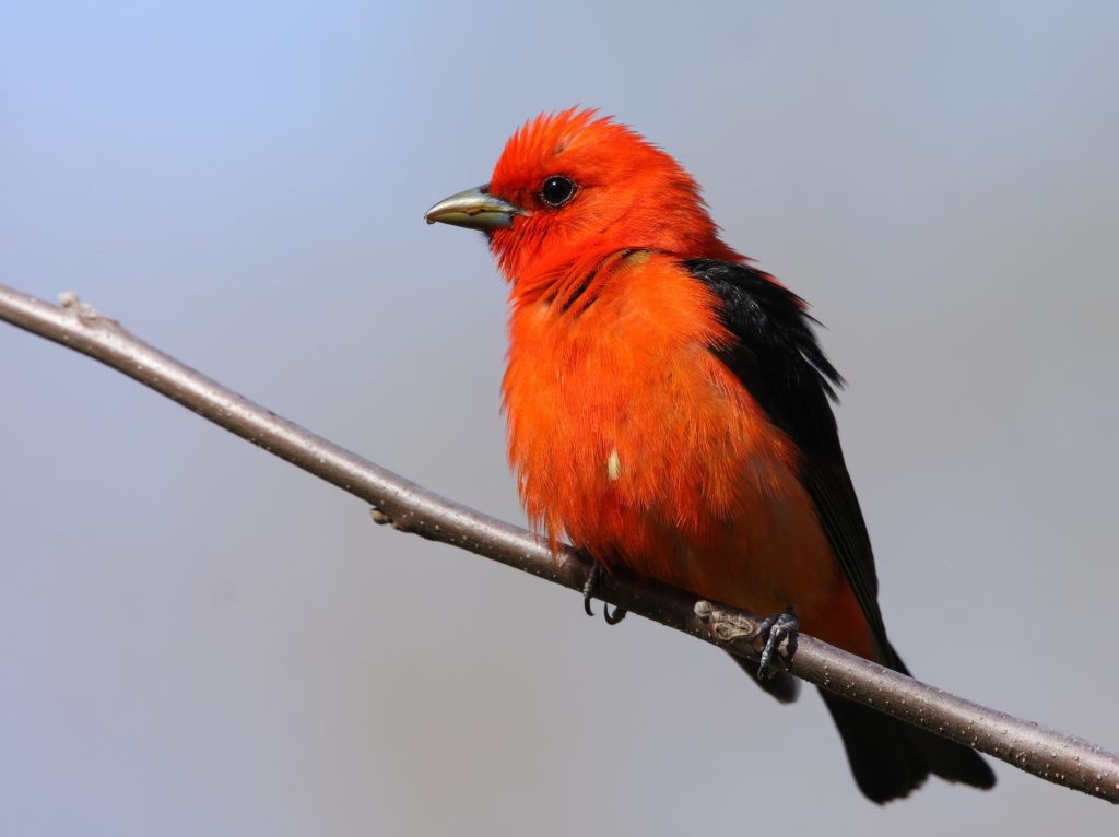 Common Birds with Red, Orange, and Yellow Feathers in Pennsylvania