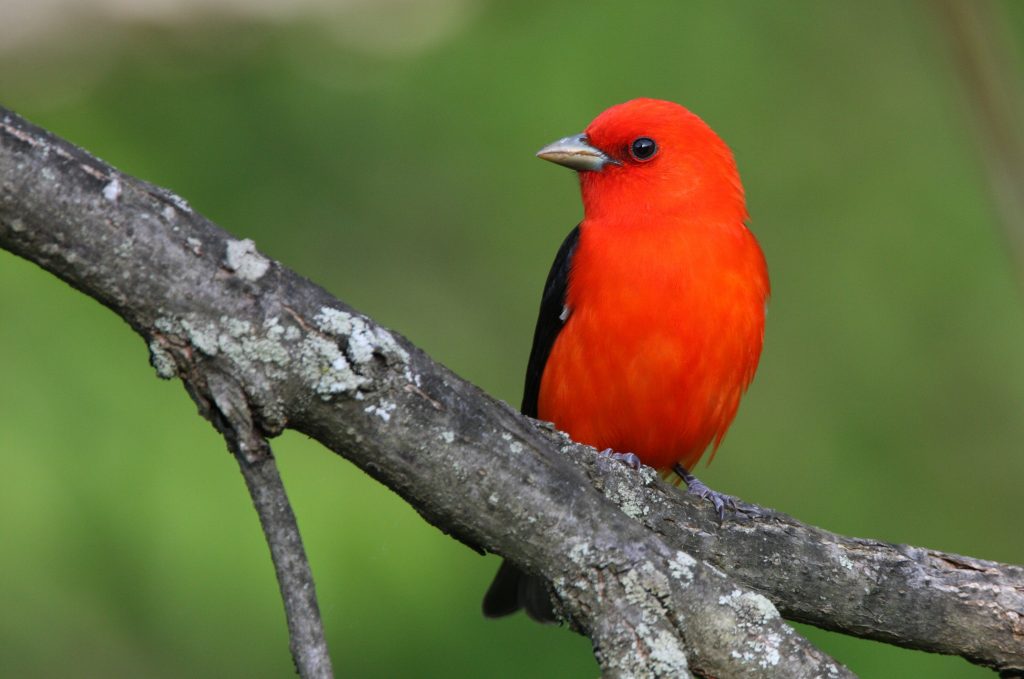 Common Birds with Red, Orange, and Yellow Feathers in Pennsylvania