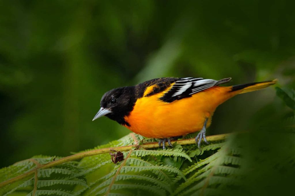 Common Birds with Red, Orange, and Yellow Feathers in Pennsylvania