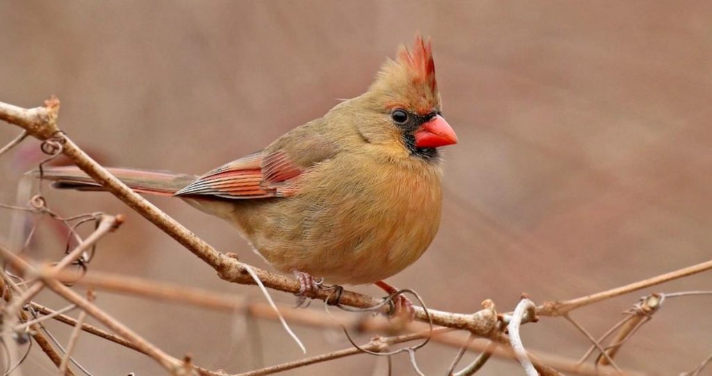 Common Feeder Birds: Northern Cardinals