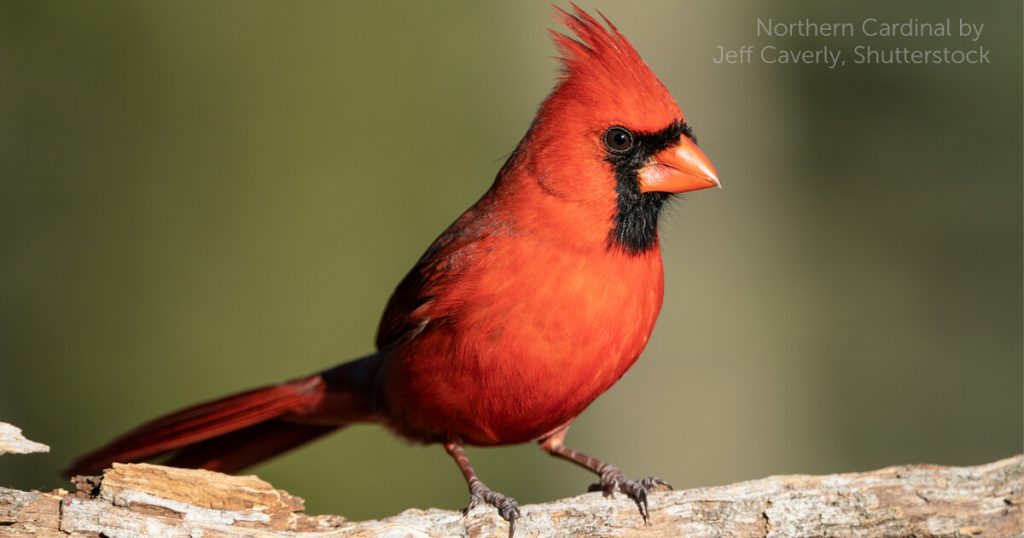 Common Feeder Birds: Northern Cardinals