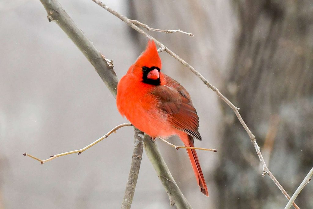 Common Feeder Birds: Northern Cardinals
