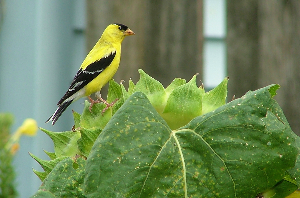 Common Nesting Habits of American Goldfinches - Sigloxxi