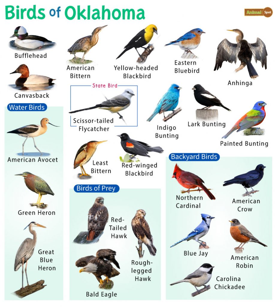 Common Red, Orange, and Yellow Birds in Oklahoma