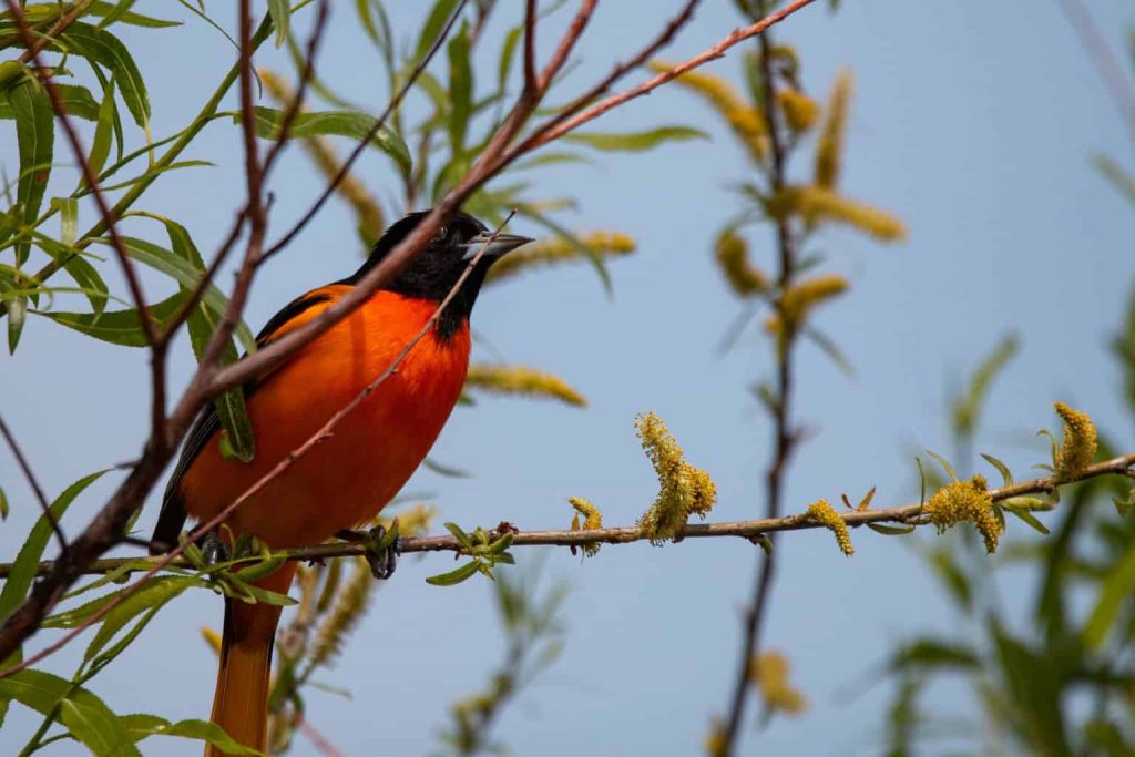 Common Red, Orange, and Yellow Birds in Oklahoma