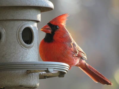 Common Red, Orange, and Yellow Birds in Oklahoma